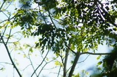 Dalbergia granadillo