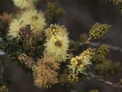 Melaleuca thymoides