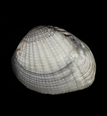Gafrarium pectinatum