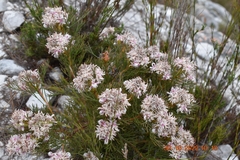 Serruria ascendens