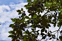 Hampea appendiculata