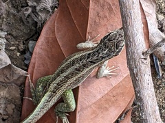 Leiocephalus personatus