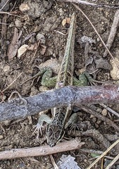 Leiocephalus personatus