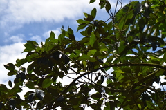 Hampea appendiculata