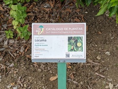 Pouteria lucuma