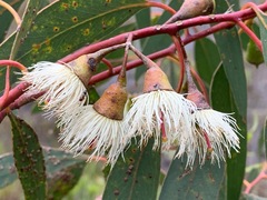 Eucalyptus leucoxylon megalocarpa