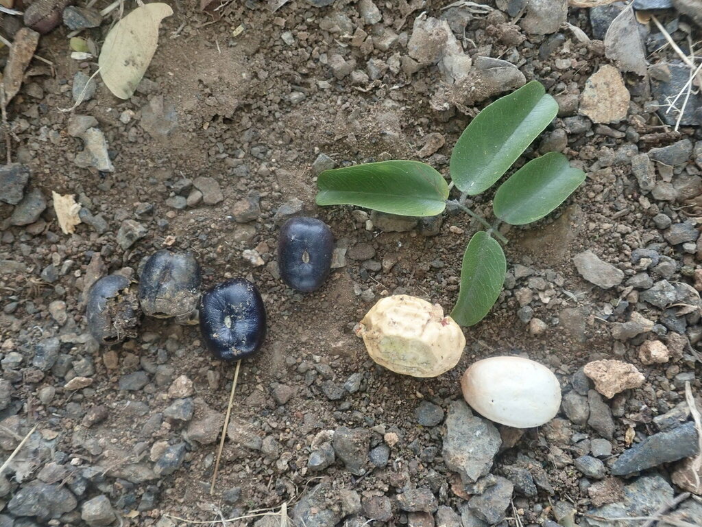 Nyala Tree