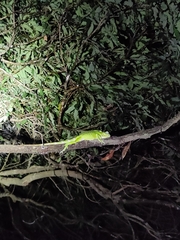 Calotes grandisquamis