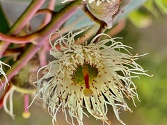 Eucalyptus leucoxylon megalocarpa