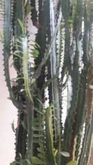 Euphorbia trigona