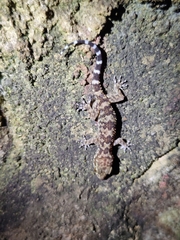 Hemidactylus