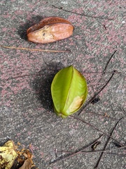 Averrhoa carambola