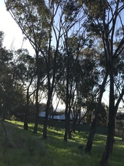 Eucalyptus albens