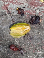 Averrhoa carambola