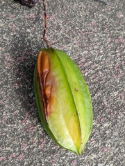Averrhoa carambola