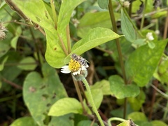 Eristalinus