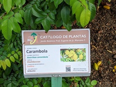 Averrhoa carambola