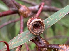 Eucalyptus leucoxylon megalocarpa