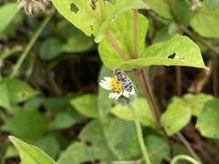 Eristalinus