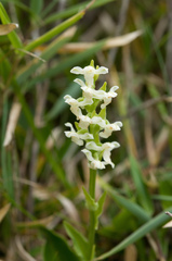 Platanthera brevicalcarata