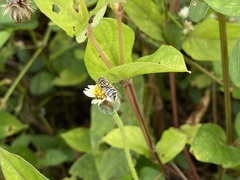 Eristalinus