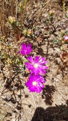 Lampranthus emarginatus