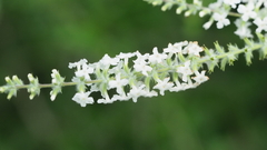 Aloysia virgata