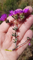 Lampranthus emarginatus