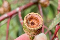 Eucalyptus leucoxylon megalocarpa