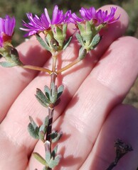 Lampranthus emarginatus