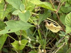 Eristalinus