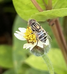 Eristalinus