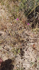 Lampranthus emarginatus