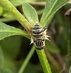 Eristalinus