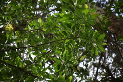 Sapium macrocarpum