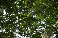 Sapium macrocarpum
