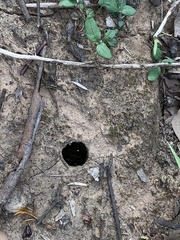 Portacosa cinerea