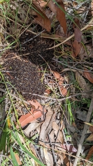 Dolichoderus doriae