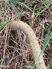 Eucalyptus leucoxylon megalocarpa