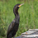 Cormorants and Shags - Photo (c) Greg Lasley, some rights reserved (CC BY-NC), uploaded by Greg Lasley