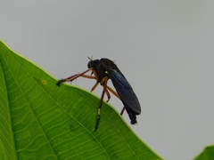 Diogmites platypterus
