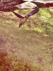 Platycercus caledonicus