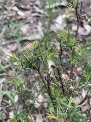 Dillwynia sieberi