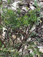 Dillwynia sieberi