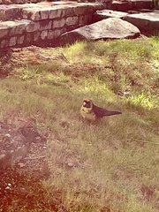 Platycercus caledonicus