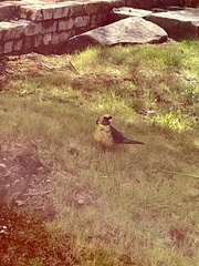 Platycercus caledonicus