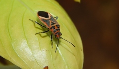 Graptostethus servus