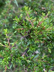 Cryptandra spinescens