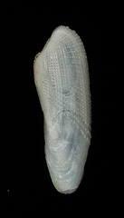 Pholas orientalis