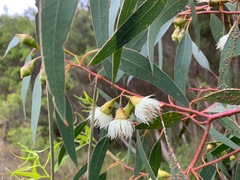 Eucalyptus leucoxylon megalocarpa